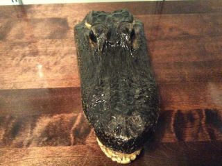 Lg 10” Alligator Head Skull Taxidermy Reptile Swamp Gator