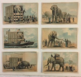 1882 Jumbo The Elephant Coming To America,  Bufford Complete Set Of 6 Trade Cards