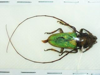 Very Rare Cerambycidae Prosopocera Itzingeri Giant Male Xxl Cameroon
