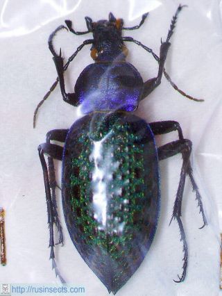 Carabus (coptolabrus) Elysii Xiaoganicus China (green And Blue Colour)
