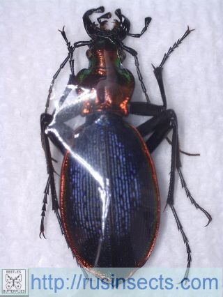 Carabidae,  Carabinae,  Carabus|carabus (chaetocarabus) Arcadicus Arcadicus Greece