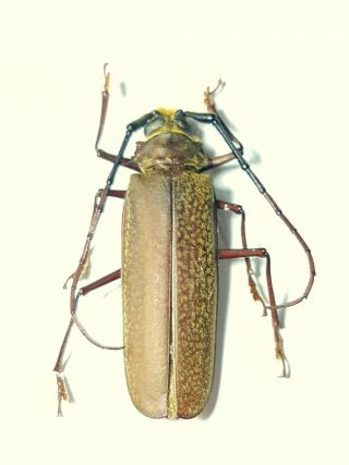 Prioninae,  Callipogon Jaspideus A1 Mid Size