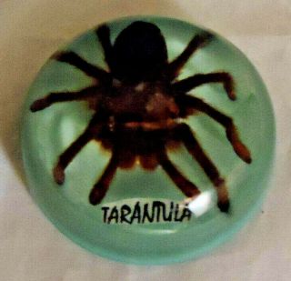 Tarantula Spider In Lucite Paperweight 3 " Diameter