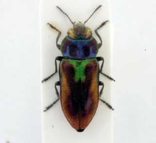 Coleoptera Beetles Buprestidae Anthaxia Oberthuri