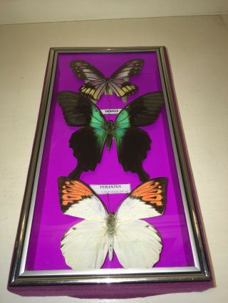 3 Butterflies Mounted Under Glass In Wood Frame