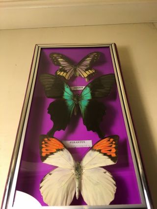 3 Butterflies Mounted Under Glass In Wood Frame 2