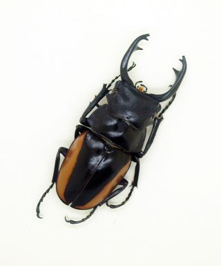 Lucanidae - Stag Beetle - Odontolabis Cuvera Fallaciosa (m) - Form A - Ne Laos