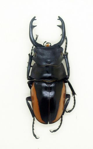 Lucanidae - Stag Beetle - Odontolabis cuvera fallaciosa (m) - Form A - NE Laos 2