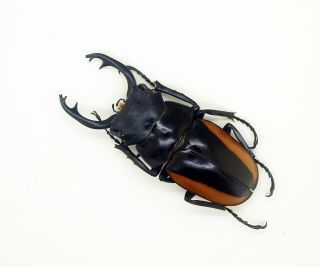 Lucanidae - Stag Beetle - Odontolabis cuvera fallaciosa (m) - Form A - NE Laos 3