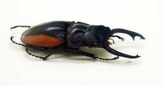 Lucanidae - Stag Beetle - Odontolabis cuvera fallaciosa (m) - Form A - NE Laos 4
