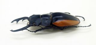 Lucanidae - Stag Beetle - Odontolabis cuvera fallaciosa (m) - Form A - NE Laos 5