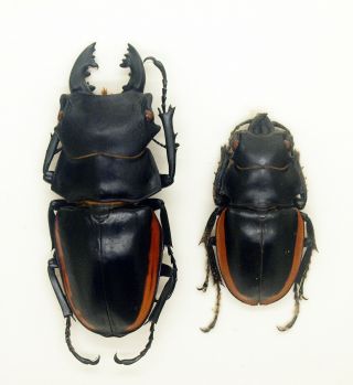 Lucanidae - Stag Beetle - Odontolabis Cuvera Fallaciosa (p) - Form B - Ne Laos
