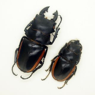 Lucanidae - Stag Beetle - Odontolabis cuvera fallaciosa (P) - Form B - NE Laos 2