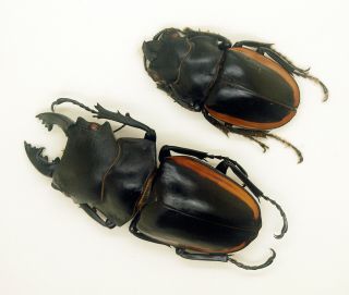 Lucanidae - Stag Beetle - Odontolabis cuvera fallaciosa (P) - Form B - NE Laos 3