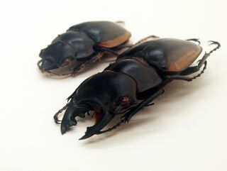 Lucanidae - Stag Beetle - Odontolabis cuvera fallaciosa (P) - Form B - NE Laos 4