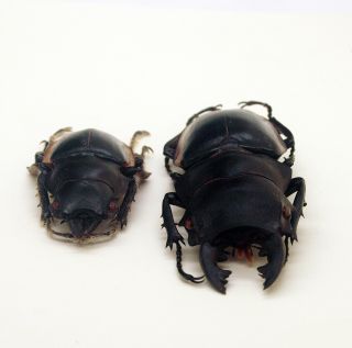 Lucanidae - Stag Beetle - Odontolabis cuvera fallaciosa (P) - Form B - NE Laos 5