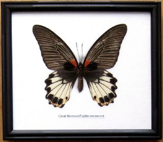 Real Giant Butterfly Great Mormon Insect Display Taxidermy Bug In Wood Frame