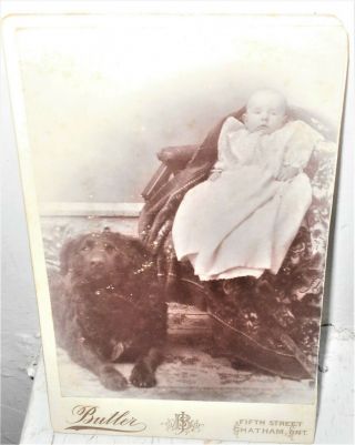Antique Victorian Cvd Of Baby And Huge Newfoundland Dog By Butler 6.  5 " X 4 "