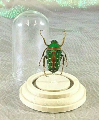 L8a Entomology Taxidermy Beetle Glass Dome Display Gutta Collectible Specimen