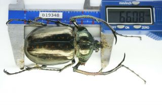 B19348 – Cheirotonus Battareli Ps.  Beetles – Insects Ha Giang Vietnam 66mm