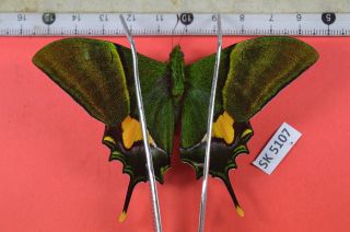 Sk 5107 Unmounted Butterfly Teinopalpus Imperialis Herteri Central Vn