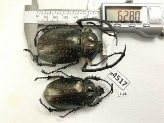 K4517 Unmounted Beetle Euchiridae Cheirotonus Vietnam Central