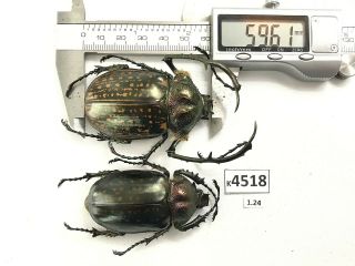 K4518 Unmounted Beetle Euchiridae Cheirotonus Vietnam Central