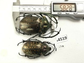 K4519 Unmounted Beetle Euchiridae Cheirotonus Vietnam Central