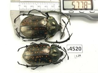 K4520 Unmounted Beetle Euchiridae Cheirotonus Vietnam Central