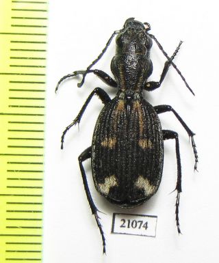 Carabidae Sp. ,  Zambia