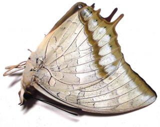Charaxes Plateni Plateni Female 41mm Ju39 Nymphalidae Butterflies Palawan