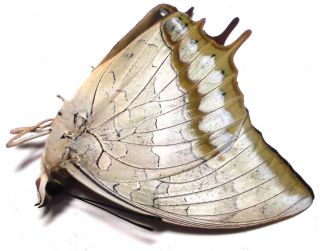 Charaxes plateni plateni female 41mm JU39 Nymphalidae Butterflies PALAWAN 2