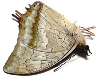 Charaxes plateni plateni female 41mm JU39 Nymphalidae Butterflies PALAWAN 3