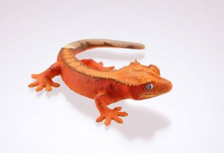 Kaiyodo Museum Q Gecko Part 2 Red Crested Gecko Lizard Figure