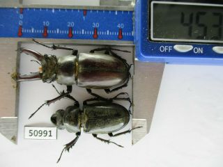 50991 Lucanidae: Lucanus Ngheanus Phuongi.  Vietnam Central.  45mm