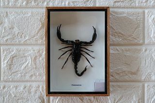 Real Giant Scorpion Taxidermy In Wood Box Frame Insect Home Decoration Sp