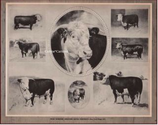 Hereford Cattle Prize Winning By George Ford Morris Vintage Art Print 1952