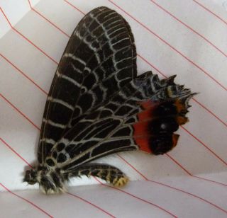 Unmounted Butterfly:bhutanitis.  Lidderdalii Spinosa