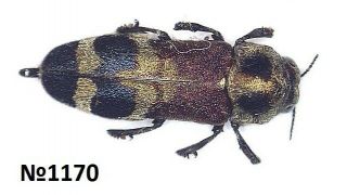 Coleoptera Buprestidae Gen.  Sp.  Thailand 9mm