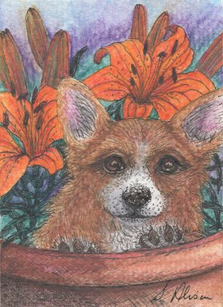 Welsh Corgi Dog Orig Aceo Mini Painting By Susan Alison Summer Pot Flowers Lily