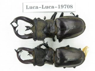 Beetle.  Lucanus Tibetanus Ssp.  Myanmar,  Kechin,  Nanse.  2m.  19708.