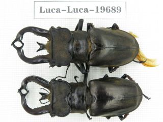 Beetle.  Lucanus Tibetanus Ssp.  Myanmar,  Kechin,  Nanse.  2m.  19689.