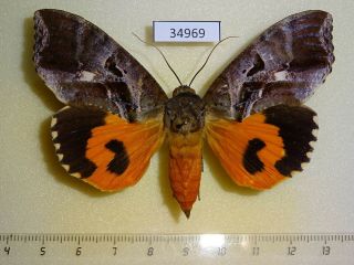 34969p Noctuidae Eudocima Phalonia F Madagascar