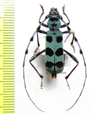 Cerambycidae,  Rosalia Batesi,  Japan