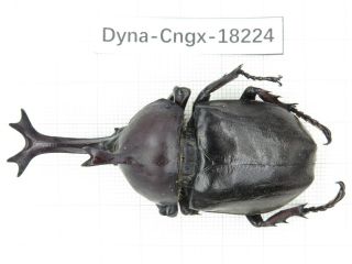 Beetle.  Trypoxylus Sp.  China,  Guangxi,  Mt.  Damingshan.  1m.  18224.