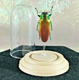 I35 Tricolor Metallic Jewel Beetle Belionota Sumptuosa Bug Specimen Dome Display