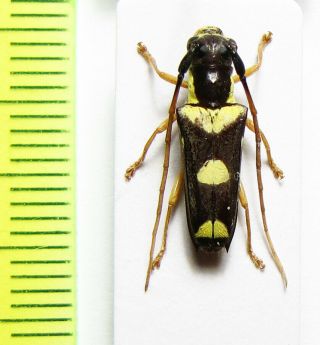 Cerambycidae,  Glenea Sp. ,  Malaysia,  Borneo