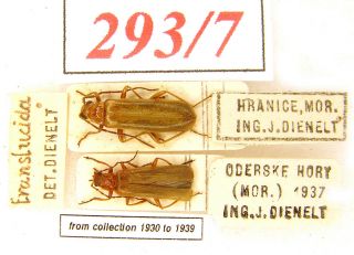 293 - 7 Cantharidae - Old Coll.  Rhagonycha Translucida (krynicky,  1832)