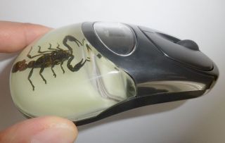Cordless Computer Mouse Black Scorpion Specimen Black Case Glow In The Dark