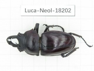 Beetle.  Neolucanus Sp.  China,  Guangxi,  Mt.  Damingshan.  1m.  18202.